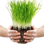 human hands holding green grass with ground