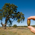 tree and seed for blog