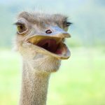 close up of ostrich